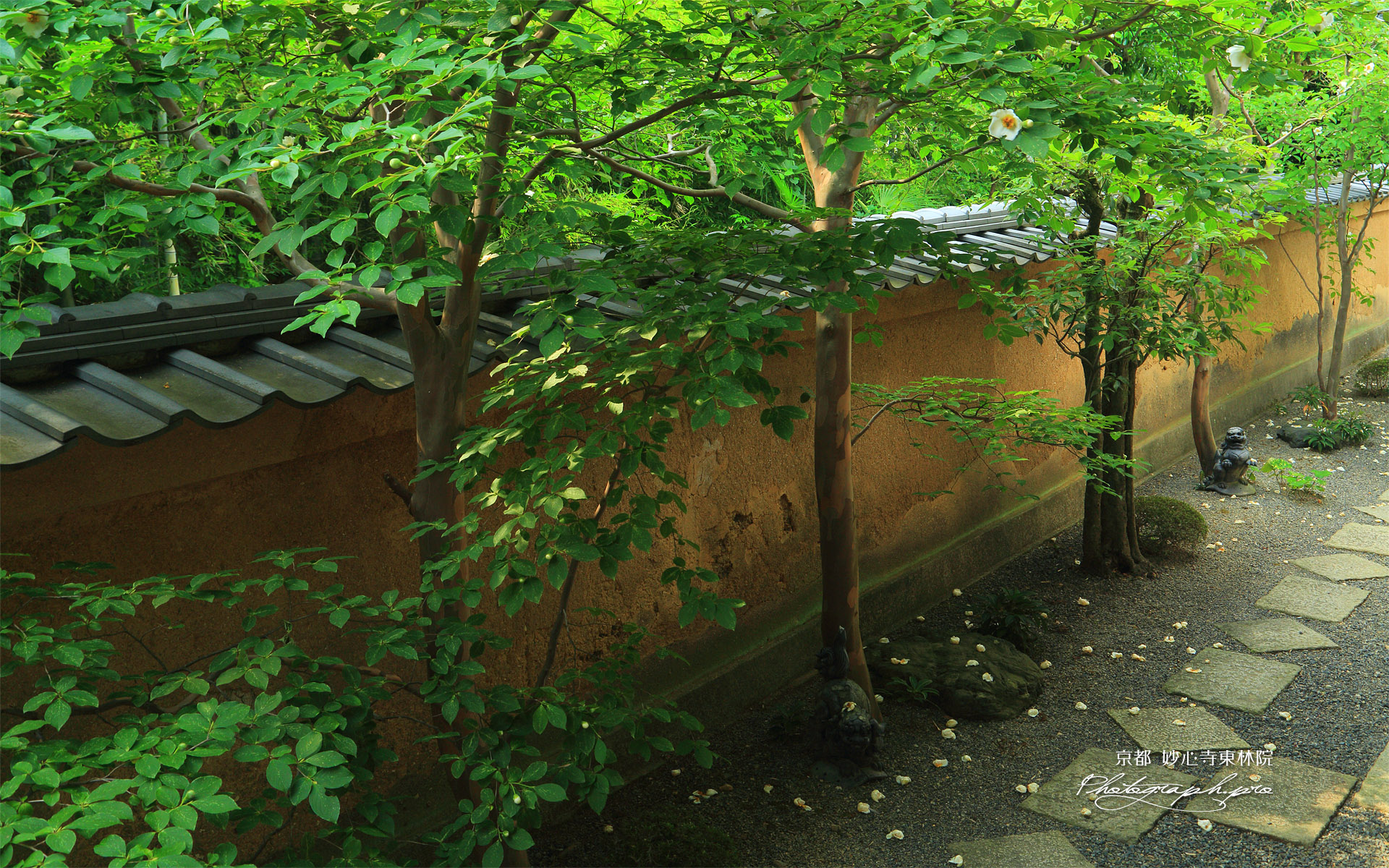 東林院 沙羅林