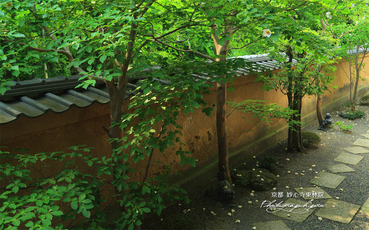 東林院 沙羅林 壁紙