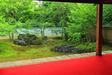 東林院 沙羅の花を愛でる会