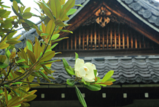 悲田院