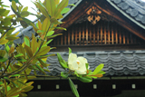 悲田院