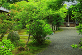 新善光寺 あじさいと本堂