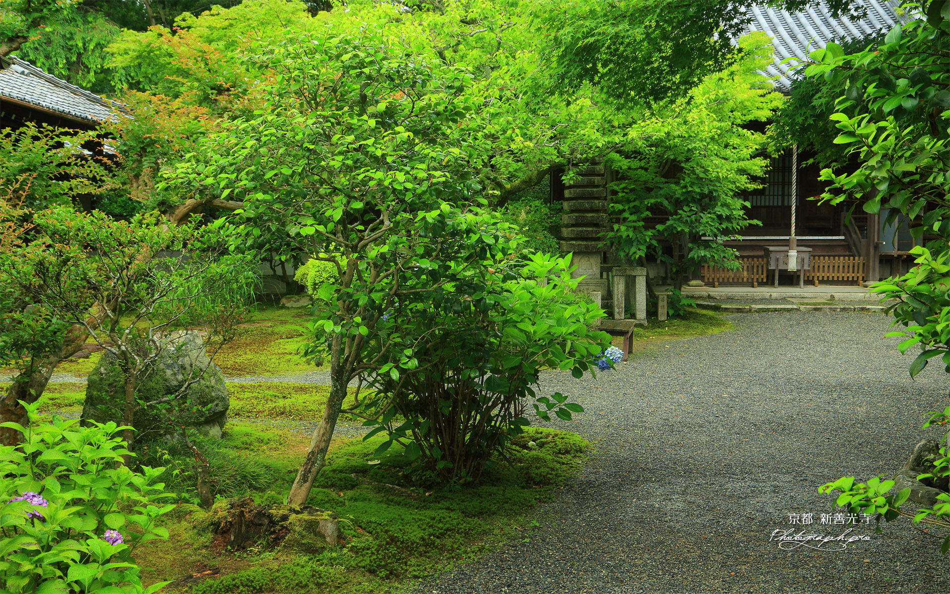 新善光寺 アジサイと本堂