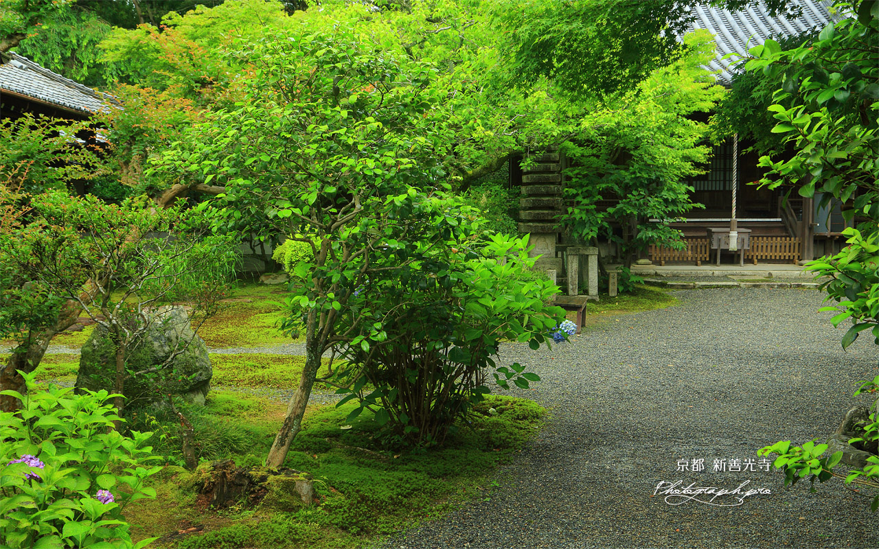 新善光寺 アジサイと本堂 壁紙