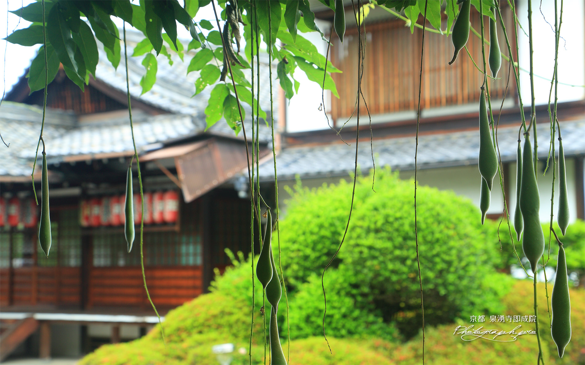 即成院 藤実と地蔵堂