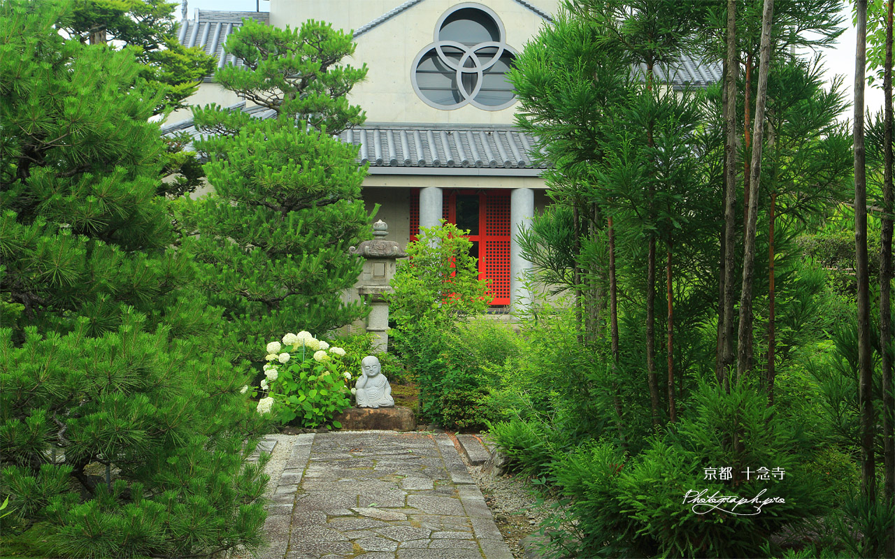 十念寺 紫陽花 壁紙