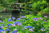 伏見 紫陽花と十石舟