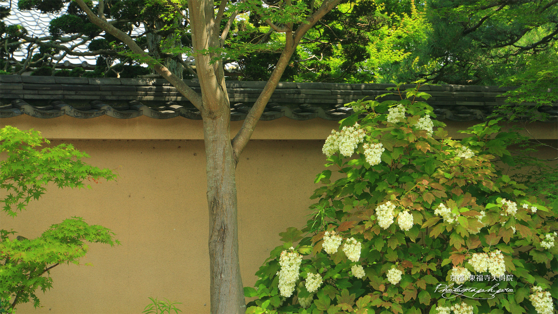 天得院 カシワバアジサイ