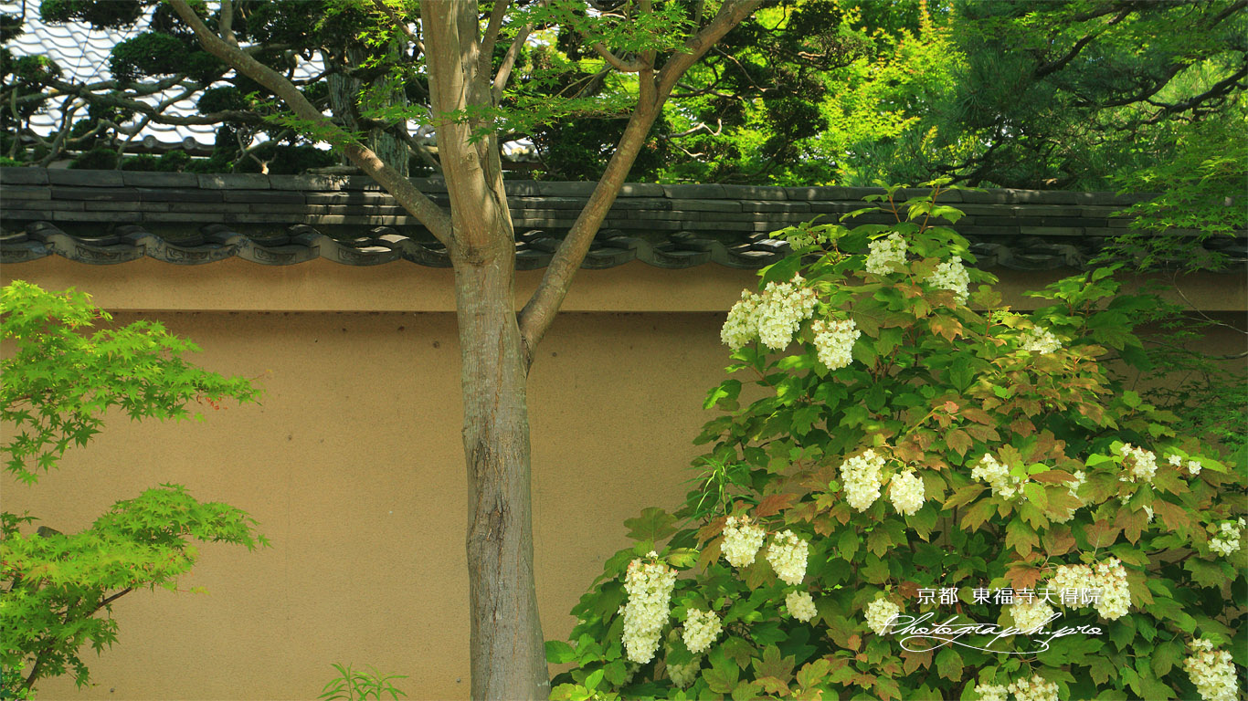 天得院 カシワバアジサイ 壁紙