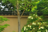 天得院 カシワバアジサイ