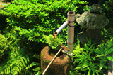芬陀院 手水鉢の夏葉