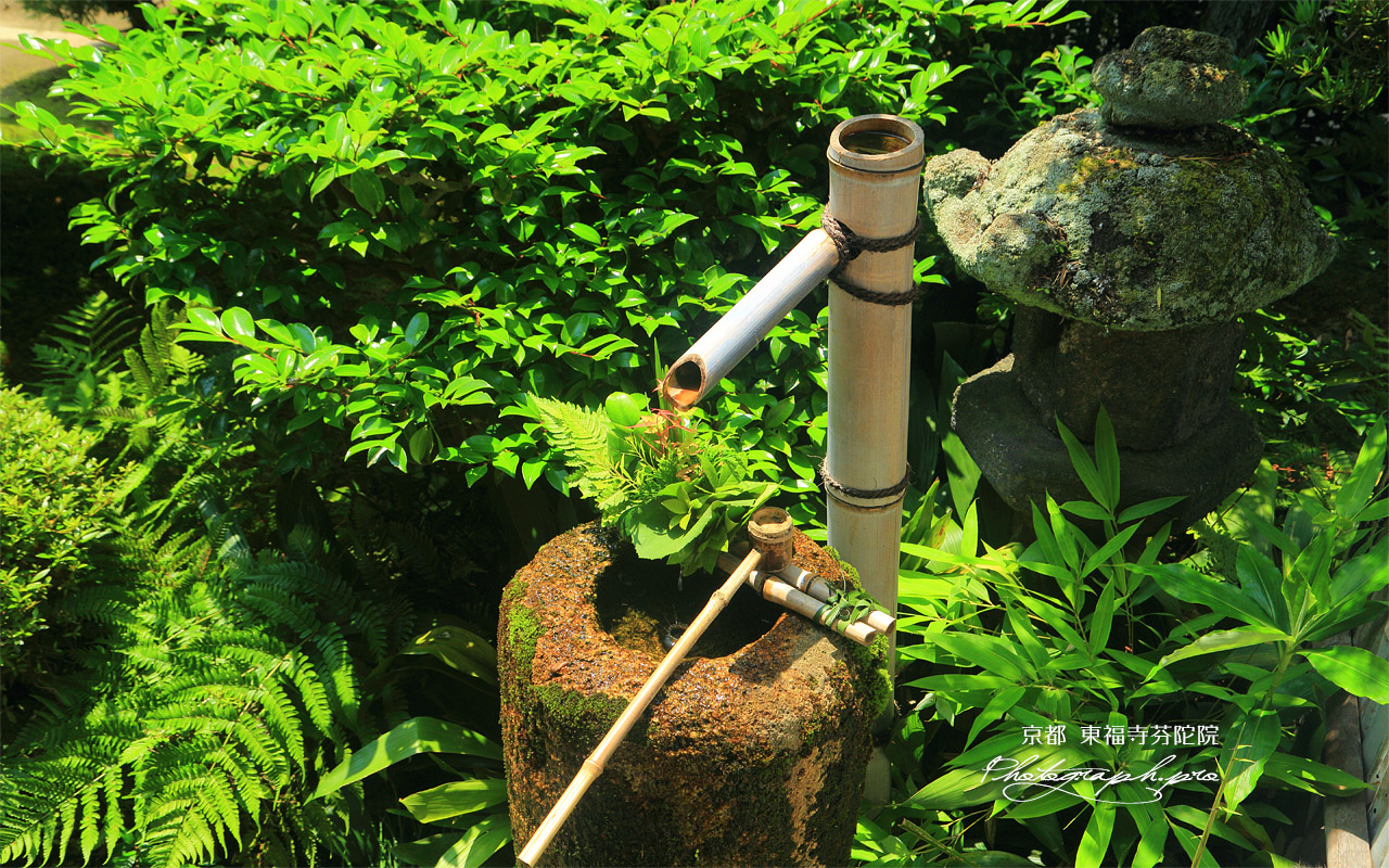 芬陀院 手水鉢の夏葉 壁紙