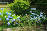 天得院 あじさいと夏萩