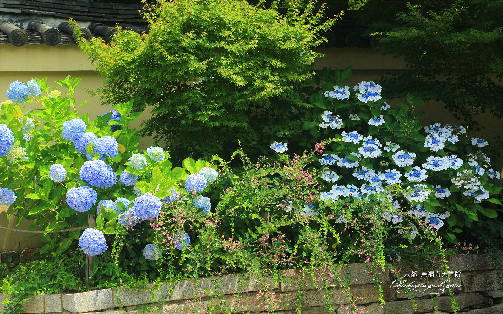 天得院 紫陽花と夏萩