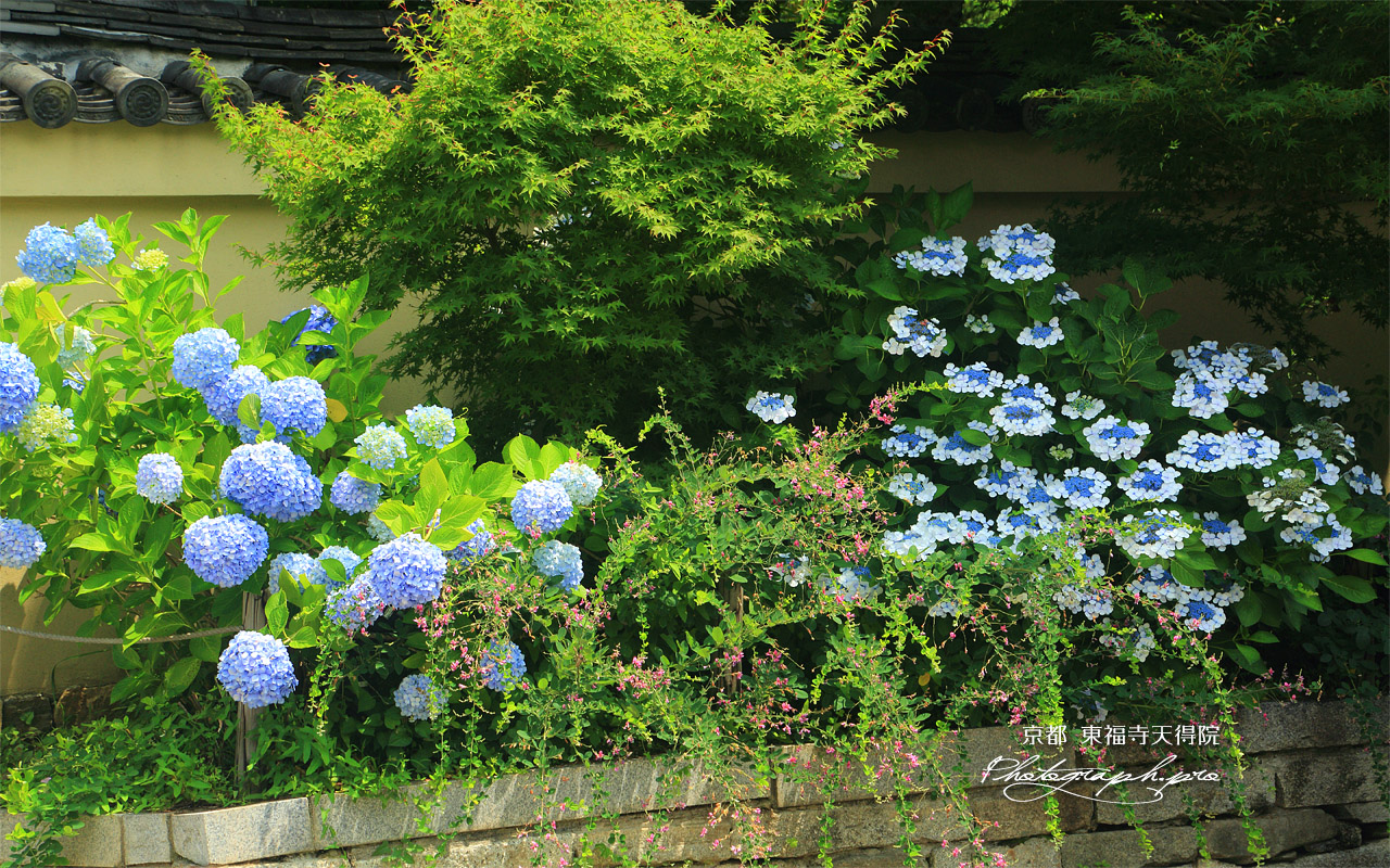天得院 紫陽花と夏萩 壁紙