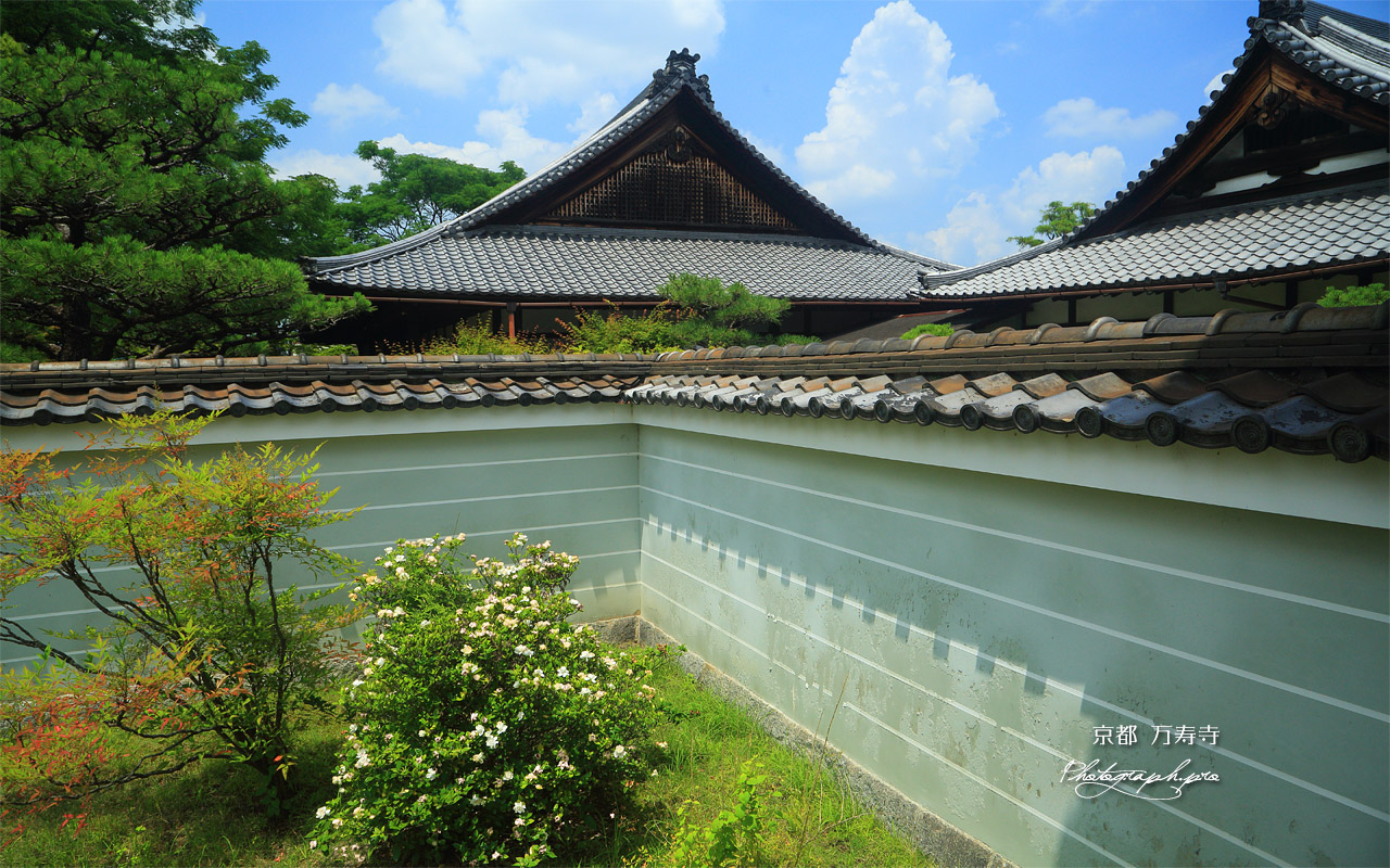 万寿寺 クチナシと築地塀 壁紙