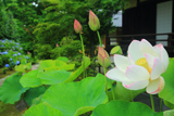 勝林寺 花ハス
