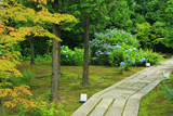 勝林寺 庭園のあじさい