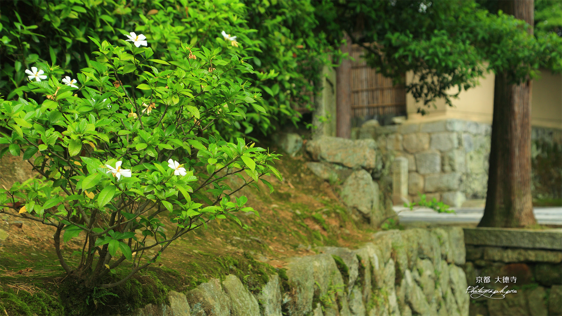 大徳寺 クチナシ