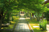 圓成寺 青椛とキキョウ