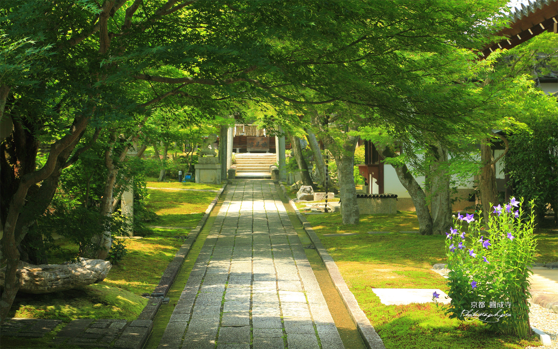 圓成寺 青椛とキキョウ