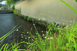 上賀茂社家町 社家橋の野菊