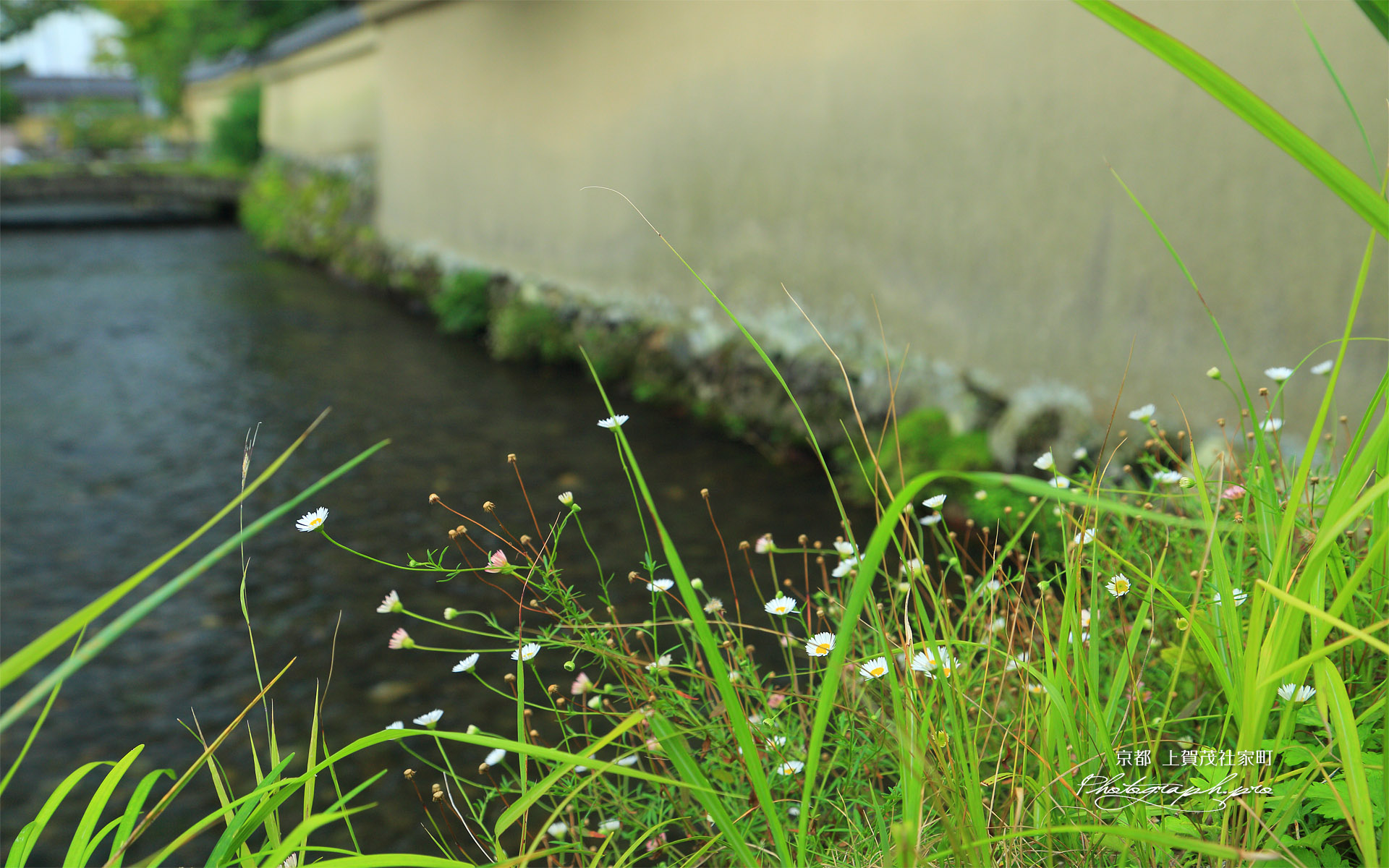 上賀茂社家町 社家橋の野菊