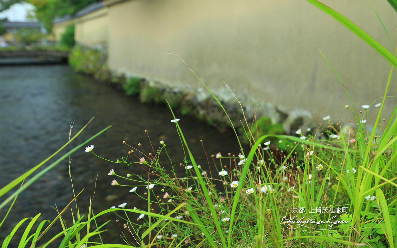 上賀茂社家町 社家橋の野菊 壁紙