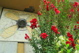 飛行神社 この花なんだっけ？