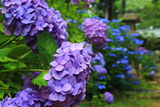 酒解神社 霧滴の紫陽花