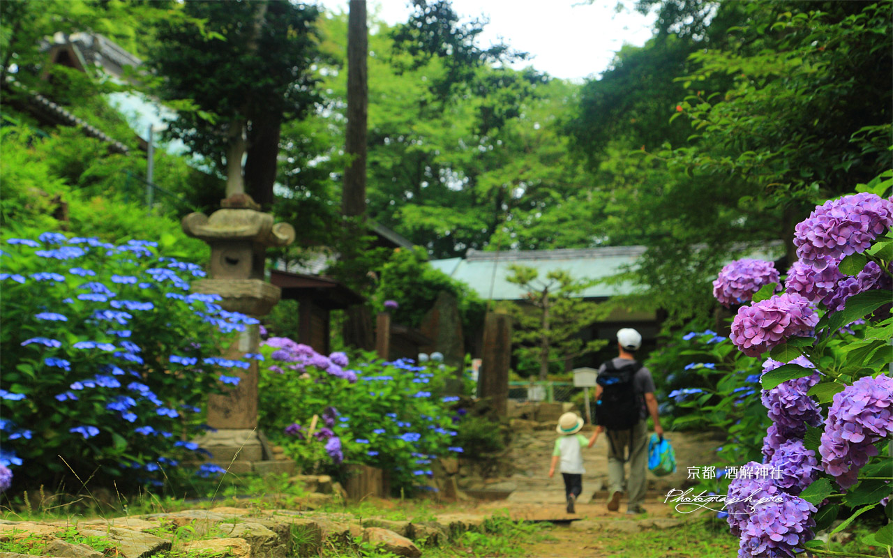 酒解神社 アジサイと親子ハイカー 壁紙