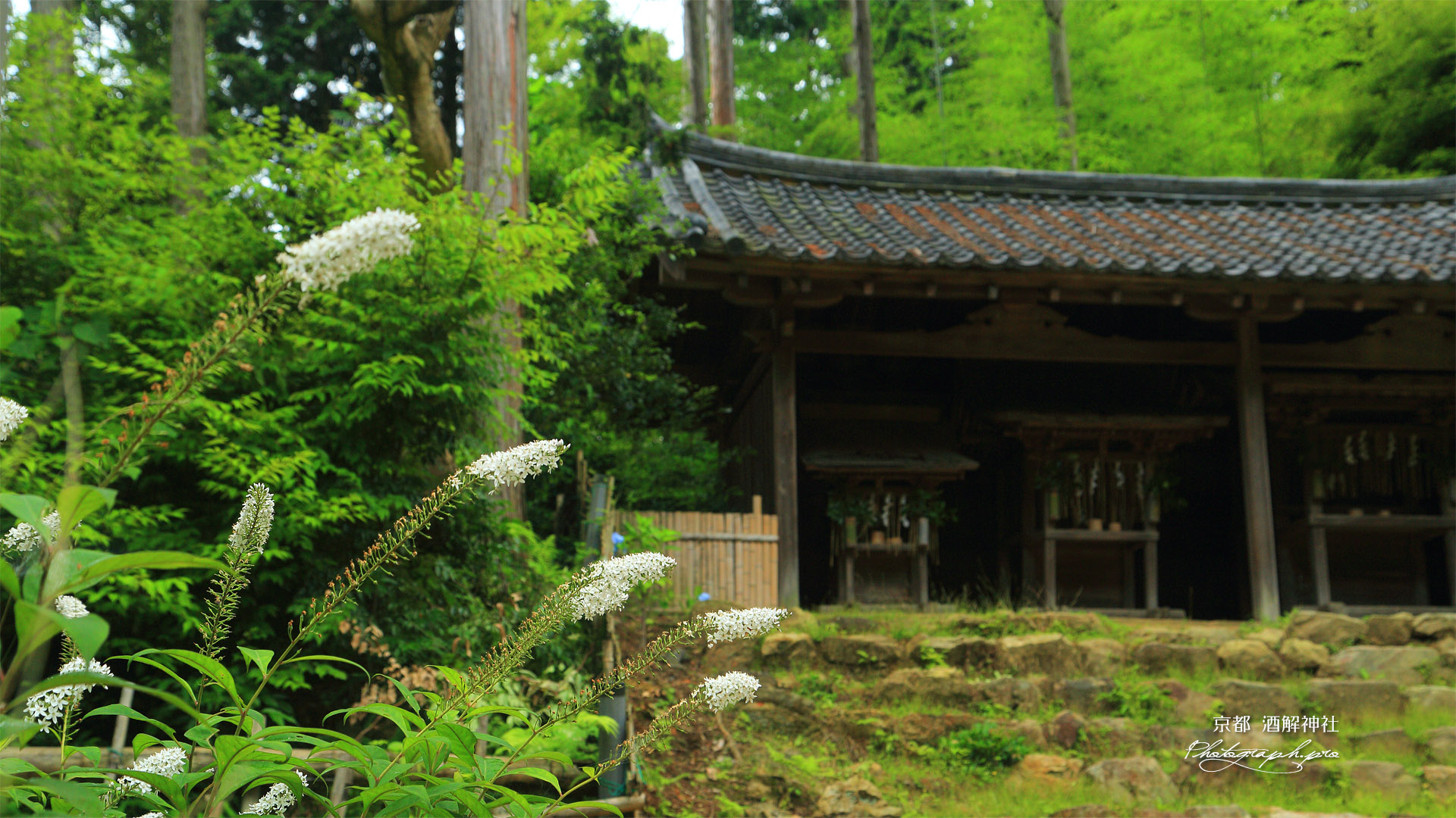 酒解神社 オカトラノオと三社宮