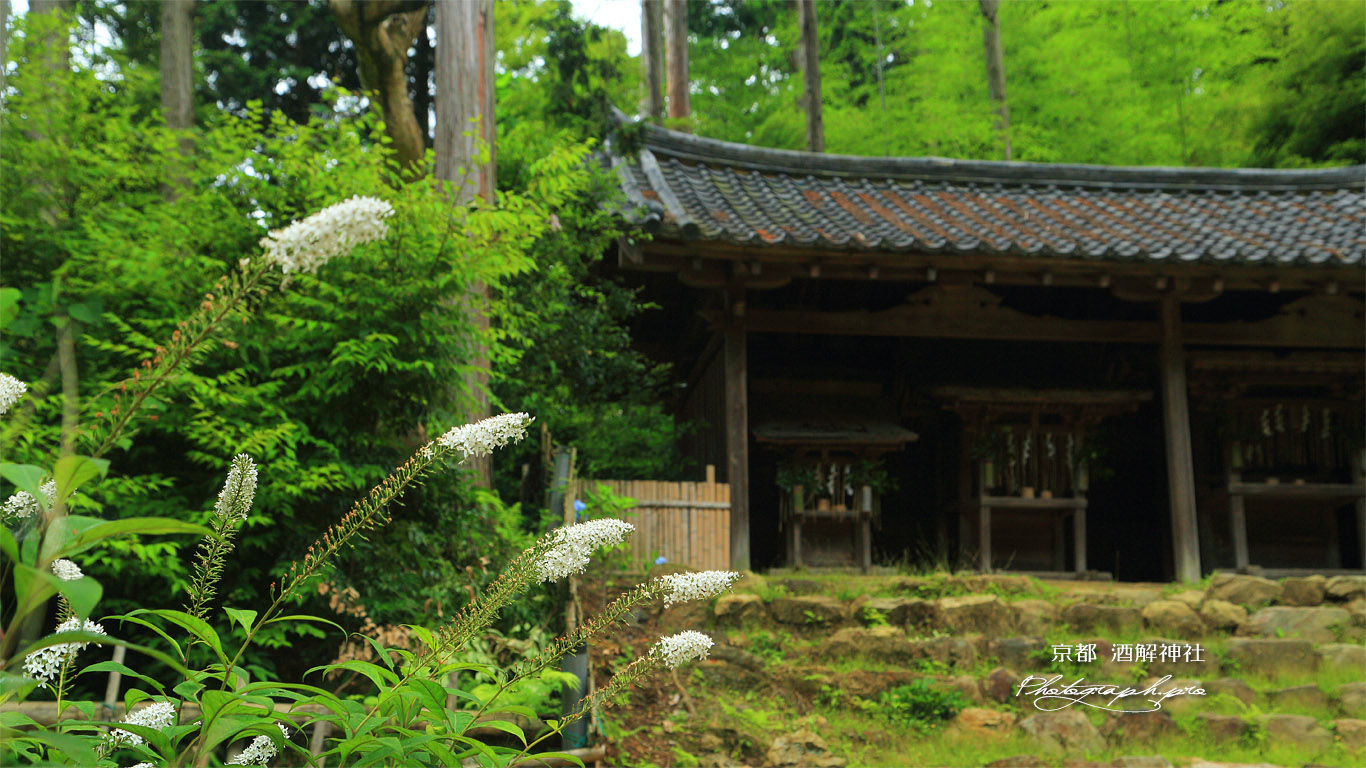 酒解神社 オカトラノオと三社宮 壁紙