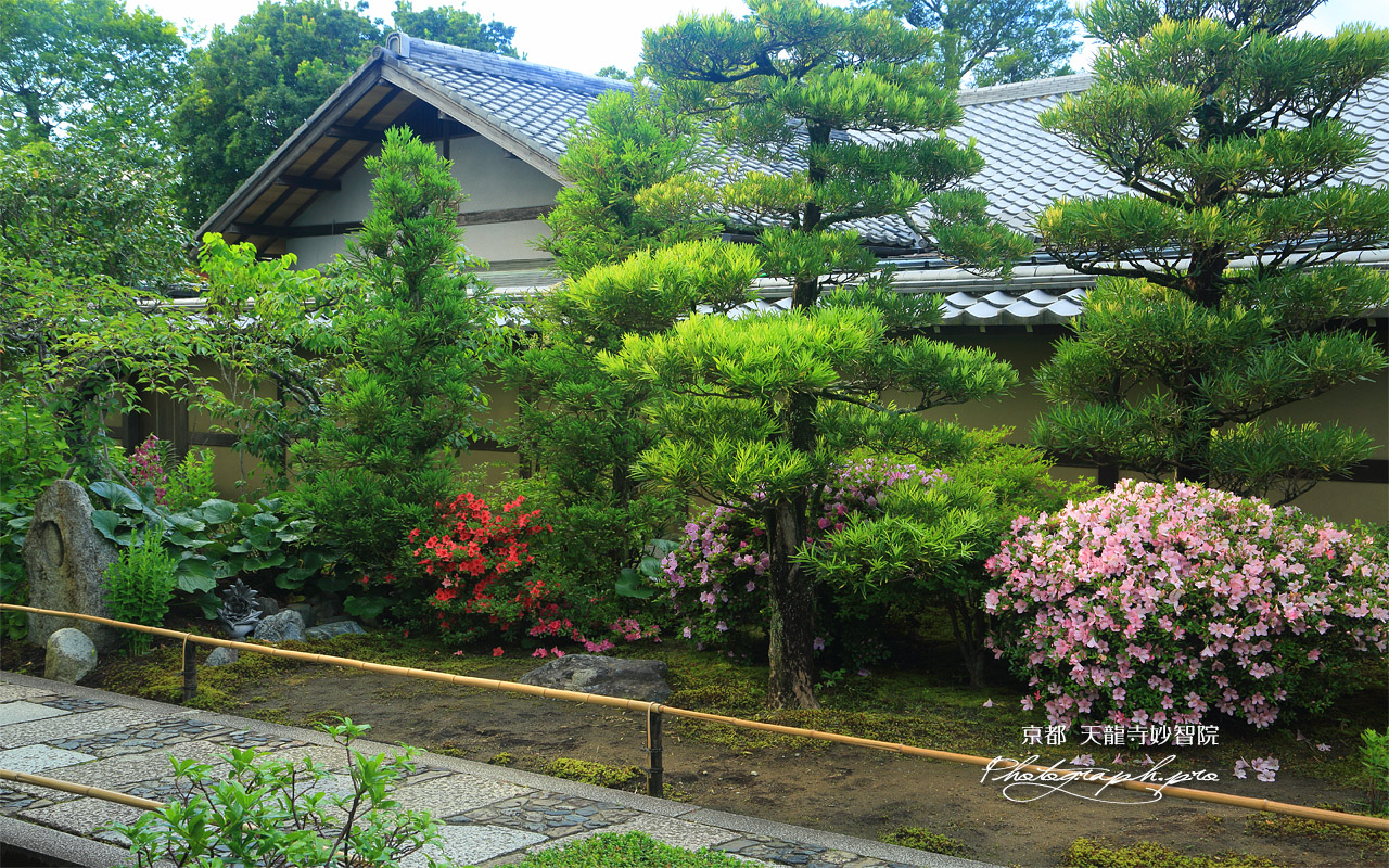 妙智院 サツキと西山艸堂 壁紙