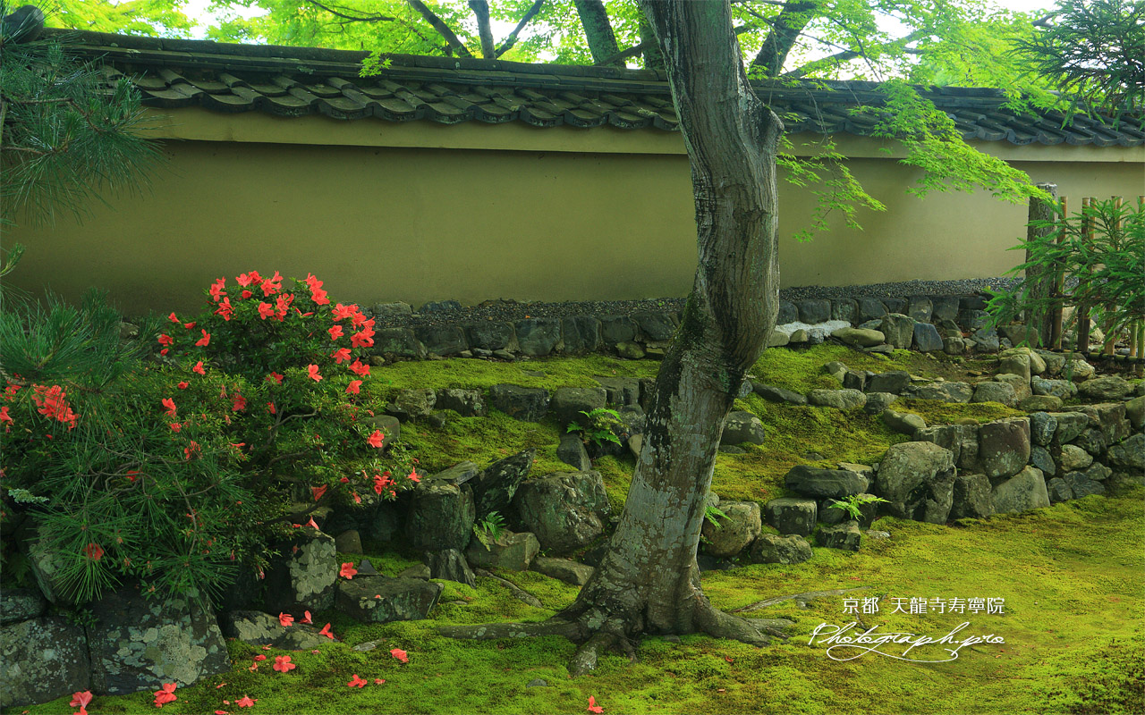 寿寧院 サツキ 壁紙
