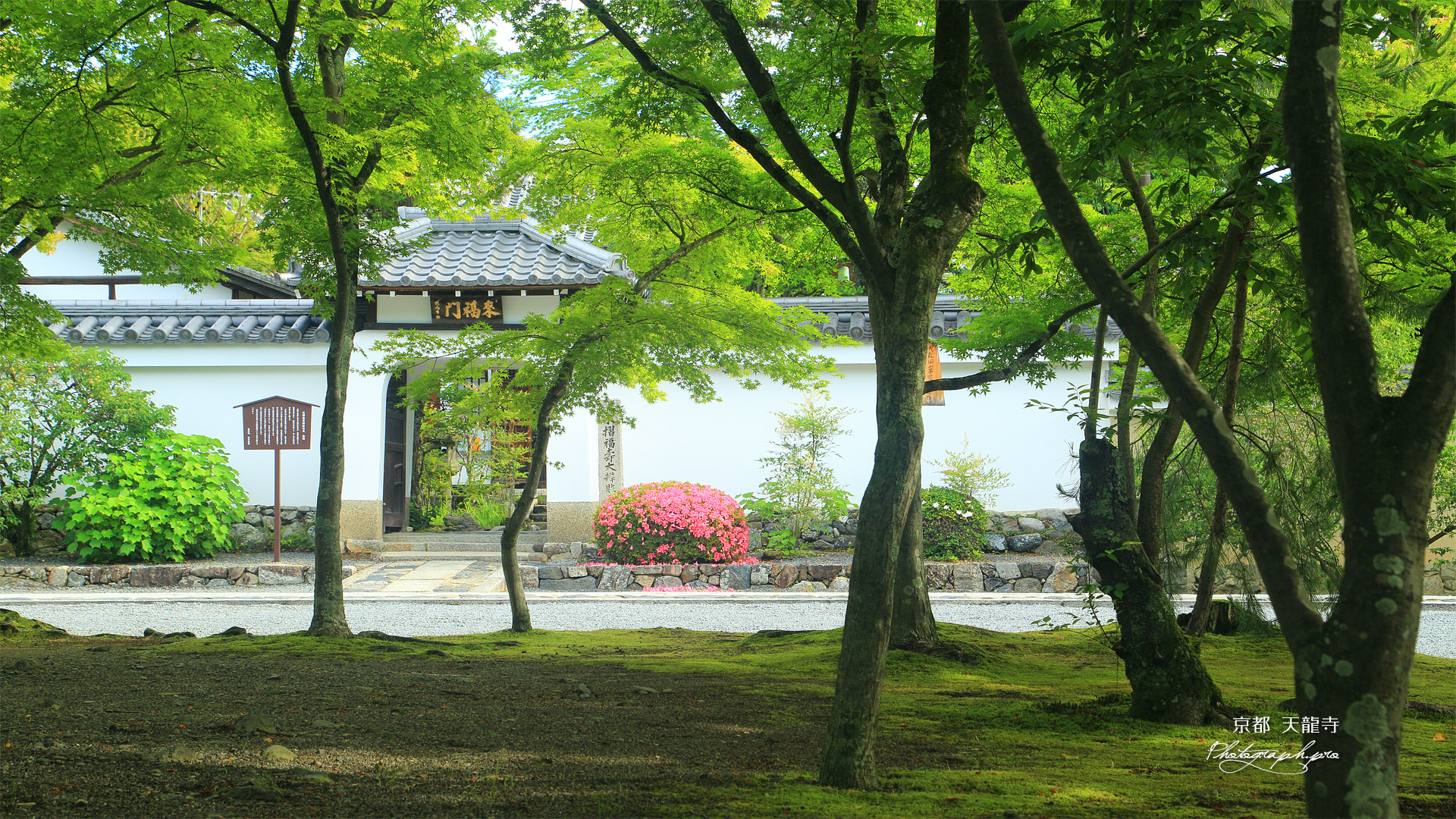 天龍寺 前庭の新緑と来福門