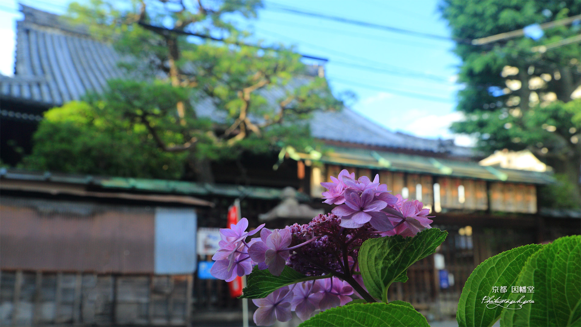 平等寺 紫陽花越しの不明門
