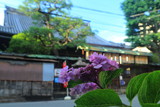 平等寺 紫陽花越しの不明門