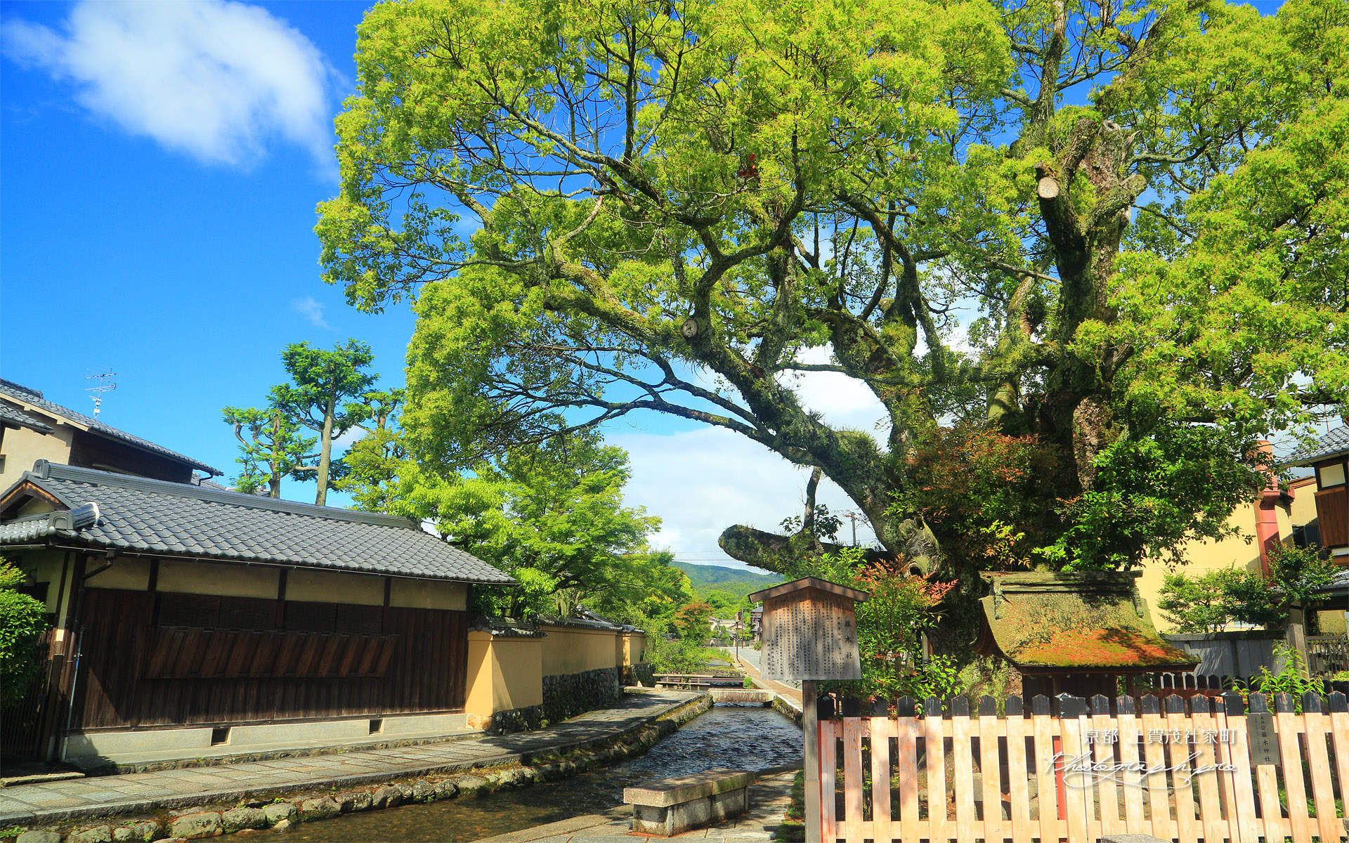 上賀茂社家町 新緑の藤木社大楠
