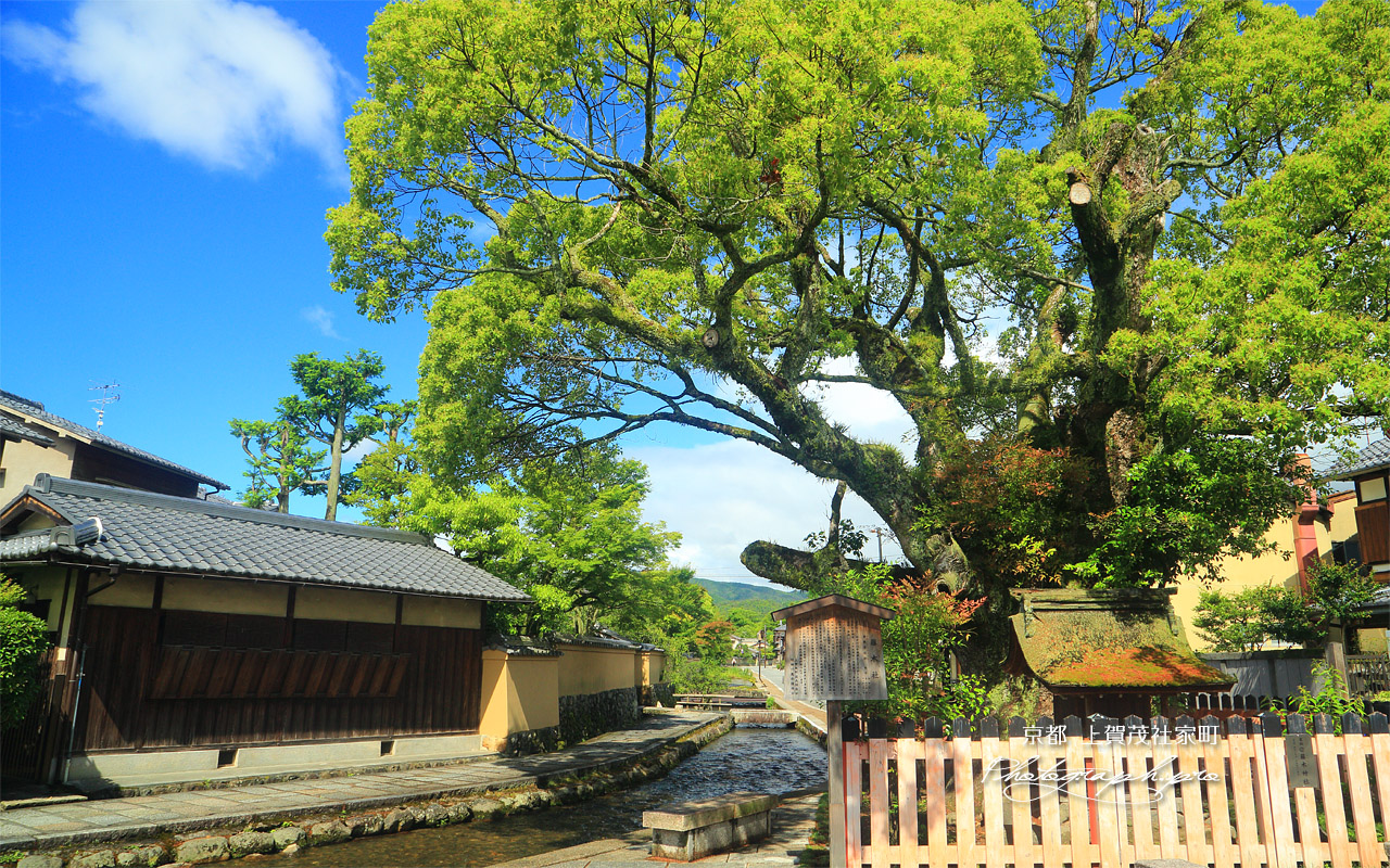 上賀茂社家町 新緑の藤木社大楠 壁紙
