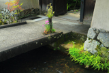 上賀茂社家町 明神川と津田家の撫子