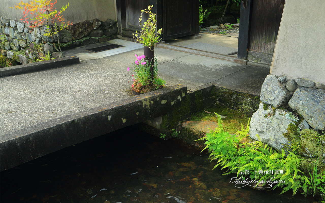 上賀茂社家町 明神川と津田家のナデシコ 壁紙