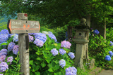 大原 東海自然歩道の紫陽花