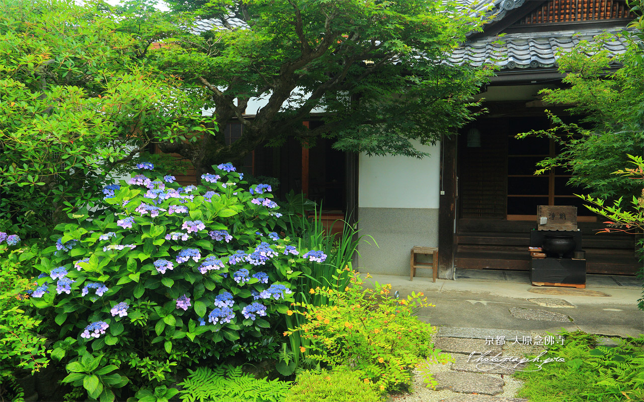 大原念仏寺のあじさい 壁紙