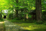 蓮華寺 ギンナンと青椛