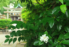田中神社