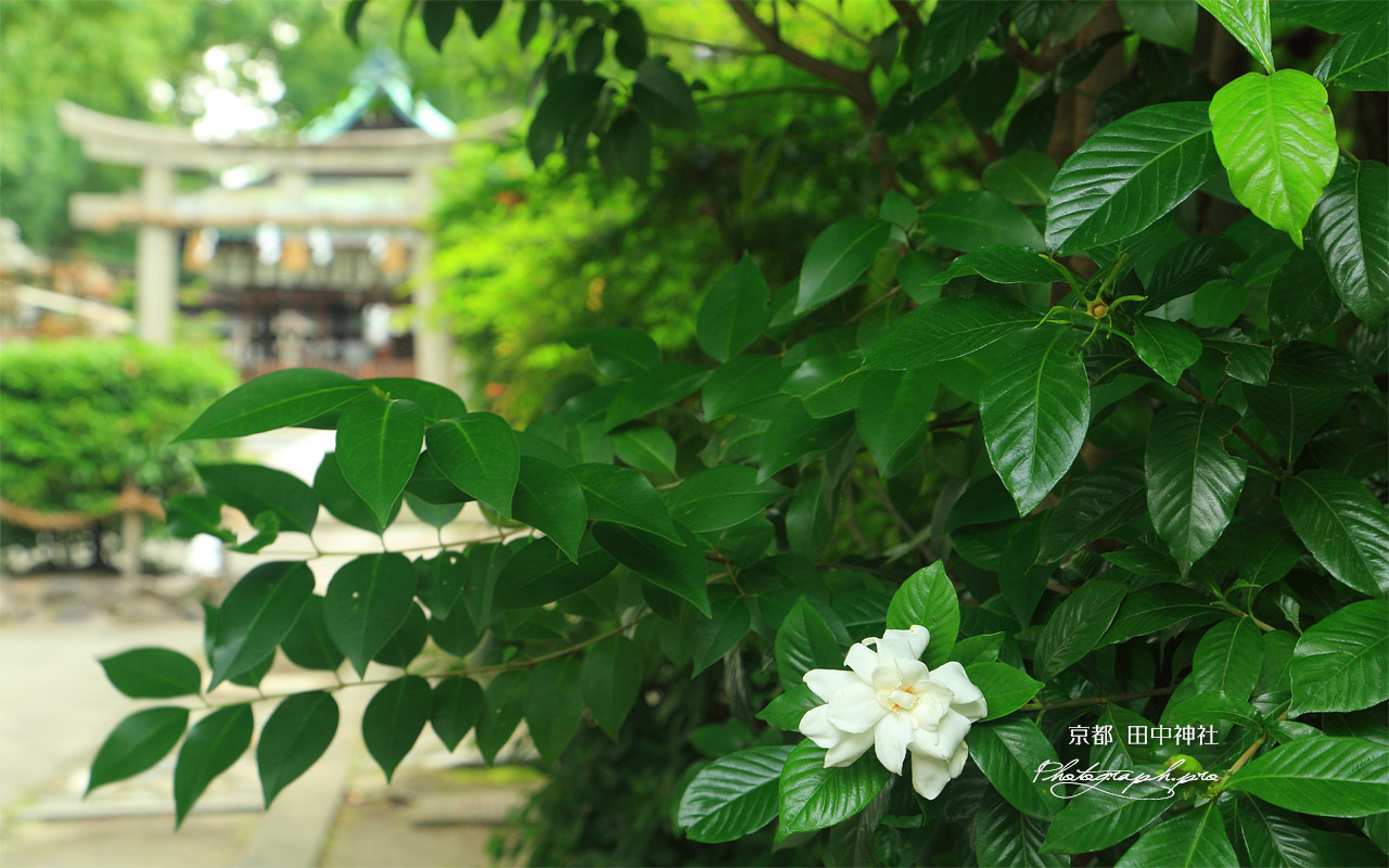 田中神社 クチナシ 壁紙