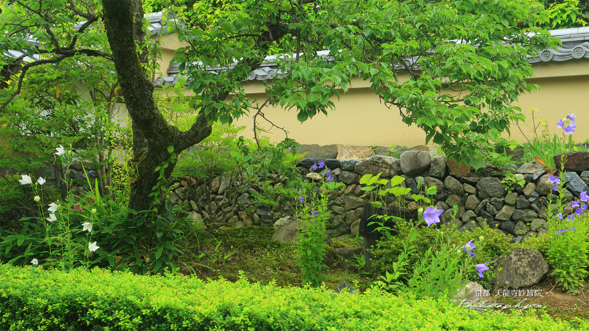 妙智院 キキョウ