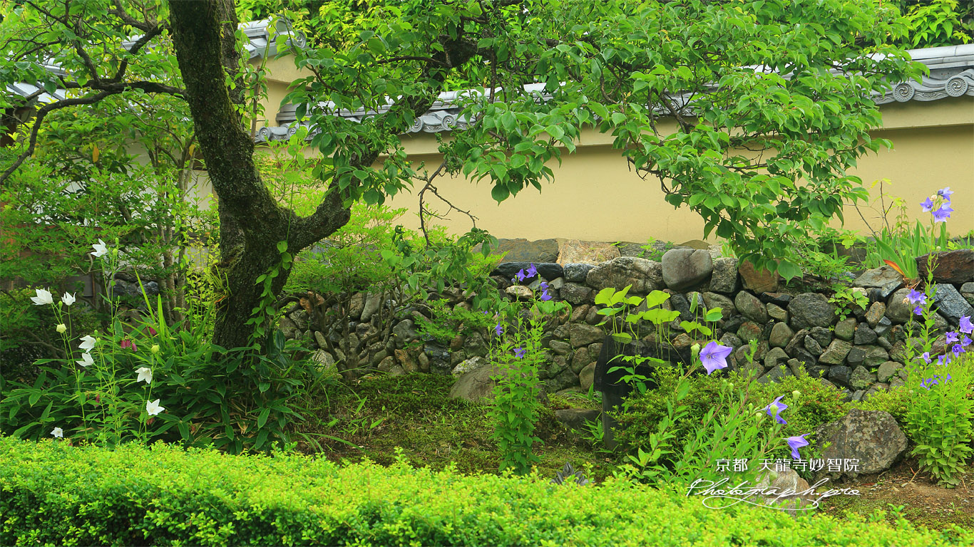 妙智院 キキョウ 壁紙