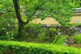 妙智院 キキョウ